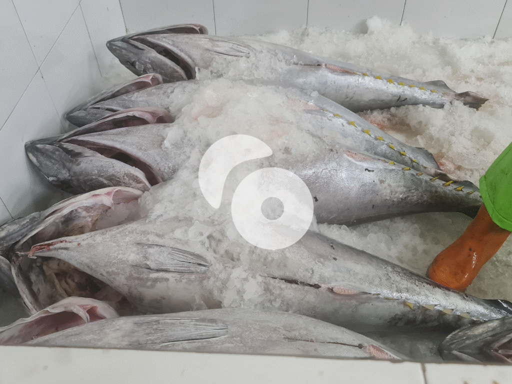 West Java, Certified Tuna Processor