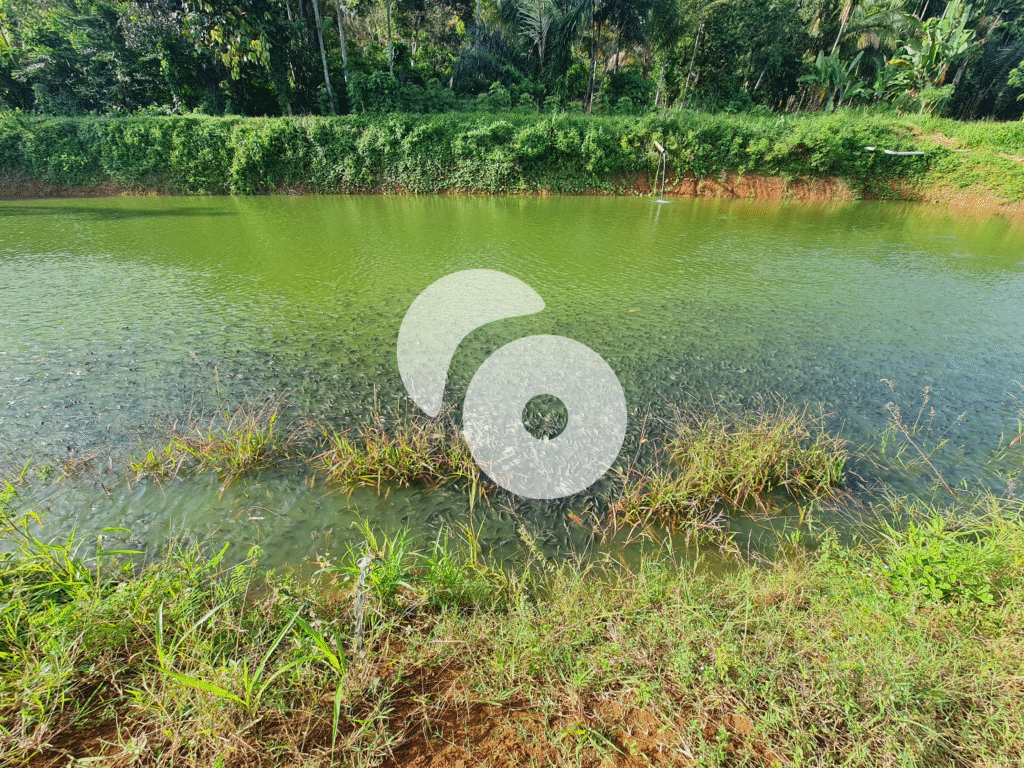 Lampung, Tilapia Aquaculture