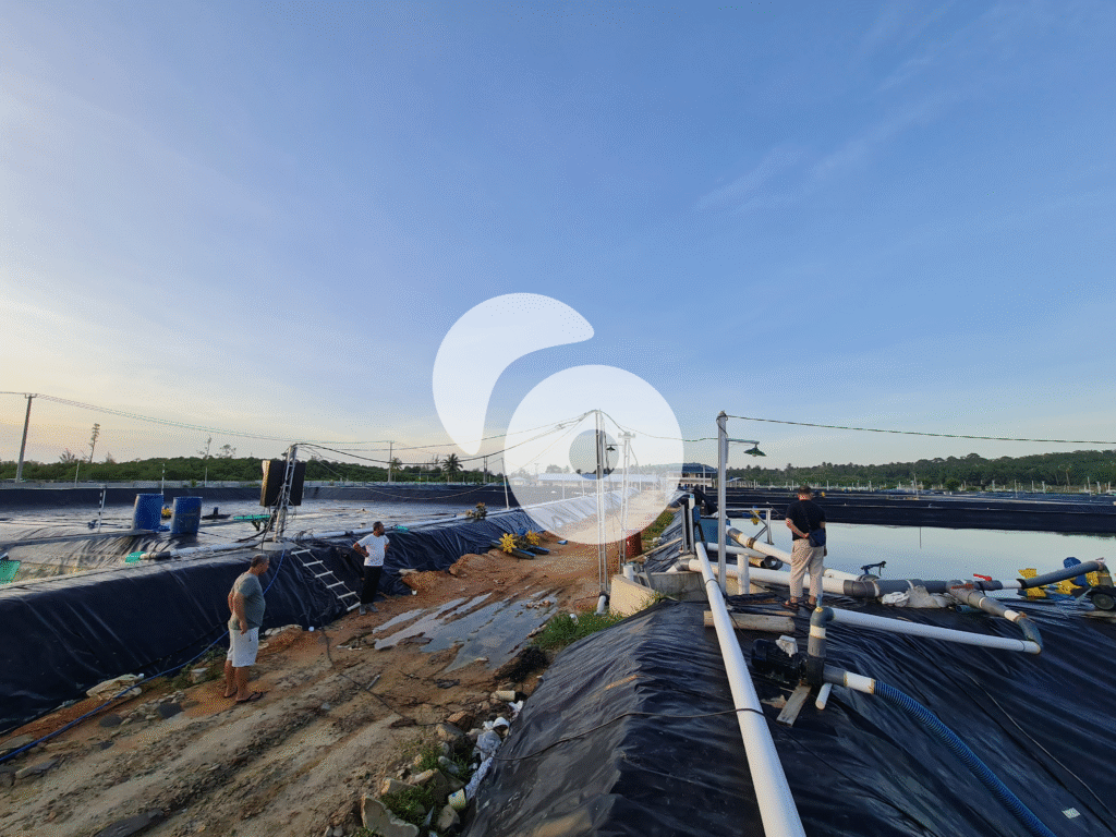 Bangka, Vannamei Shrimp