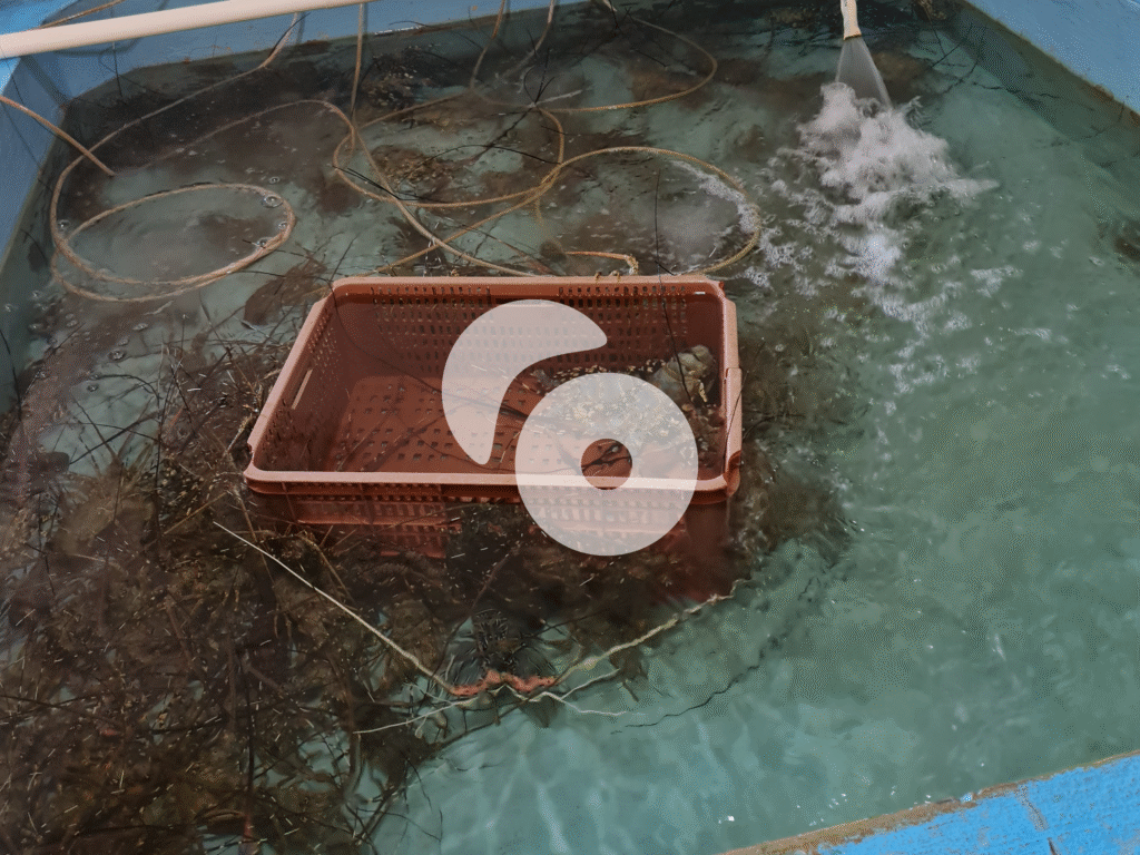 Central Java, Sea Tropical Lobster Supplier