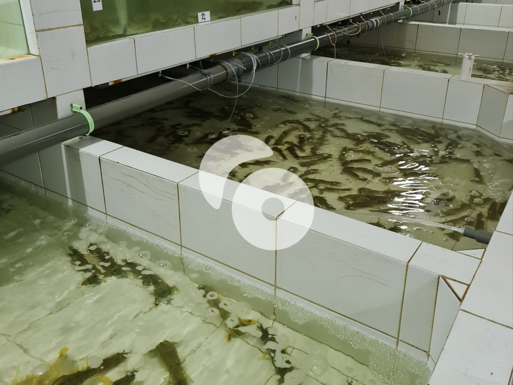 Tangerang, Certified Live Seafood Exporter