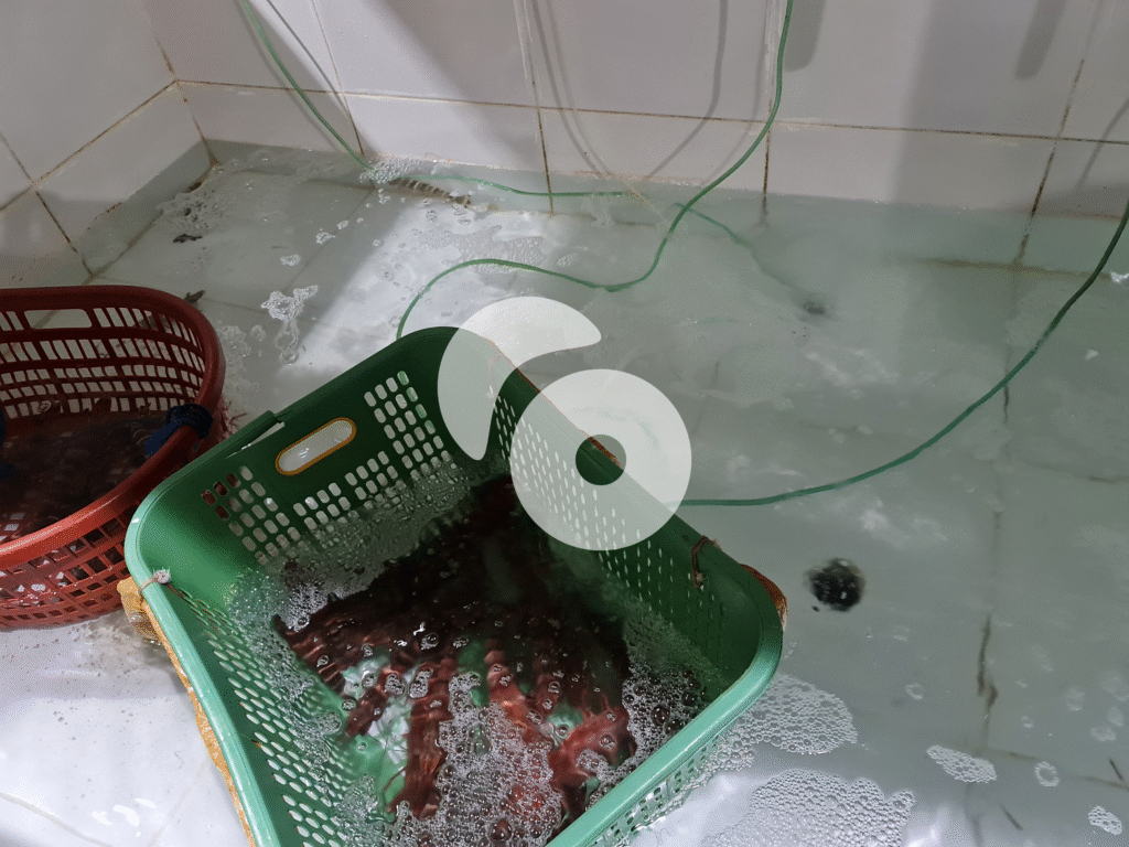 Central Java, Live Seafood Supplier